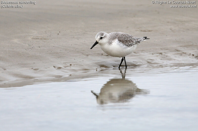 Bécasseau sanderling