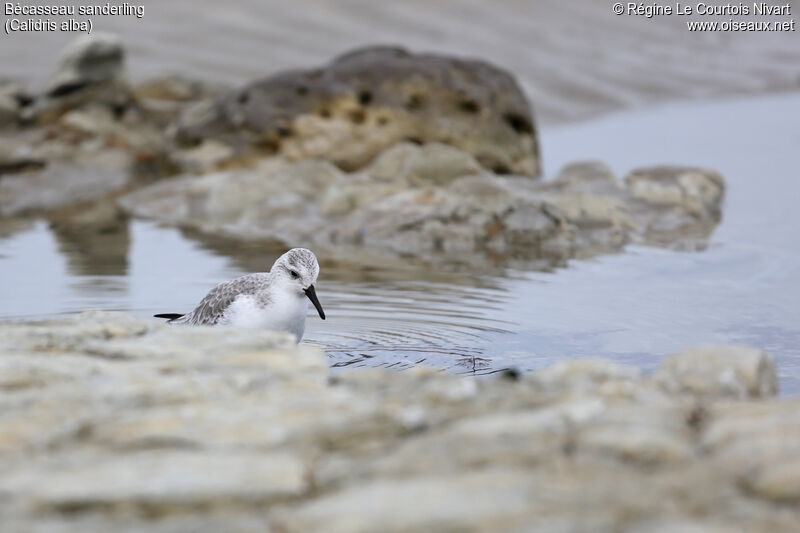 Bécasseau sanderling