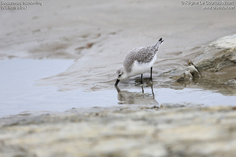 Bécasseau sanderling