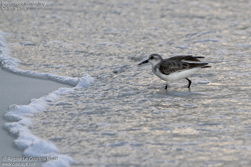 Bécasseau sanderling