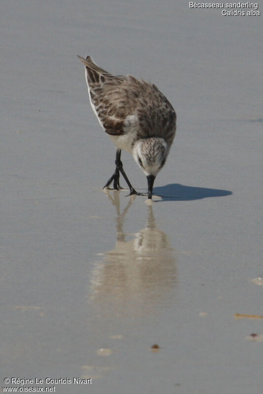 Sanderling