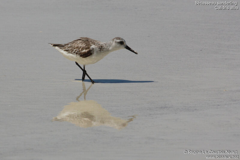 Bécasseau sanderling