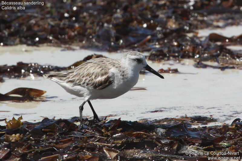 Bécasseau sanderling