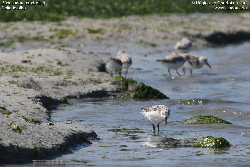 Bécasseau sanderling