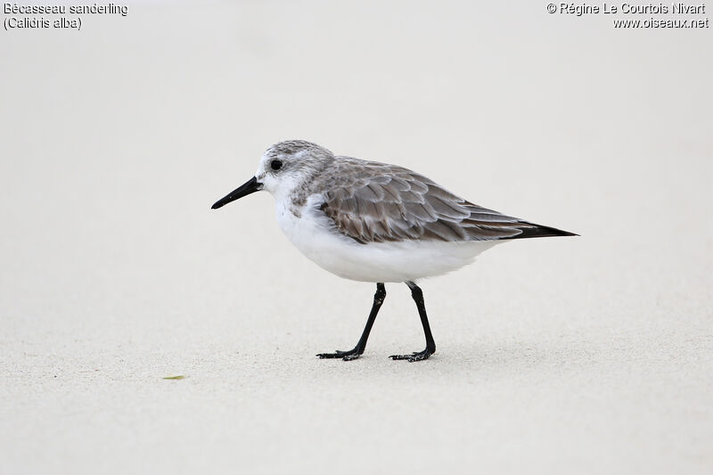 Bécasseau sanderling