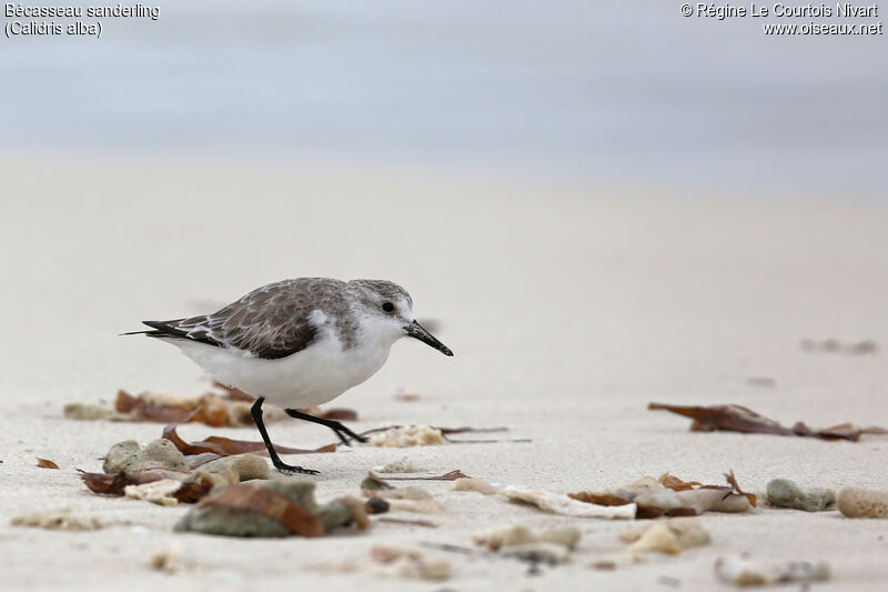 Bécasseau sanderling