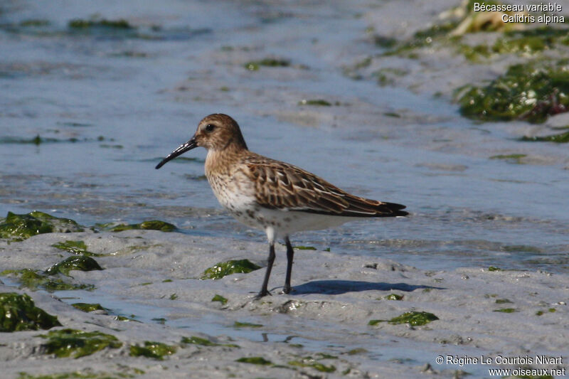 Bécasseau variable