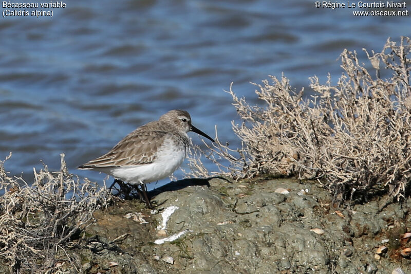 Bécasseau variable