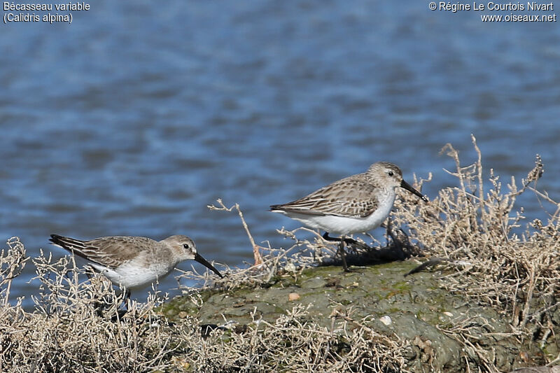 Dunlin