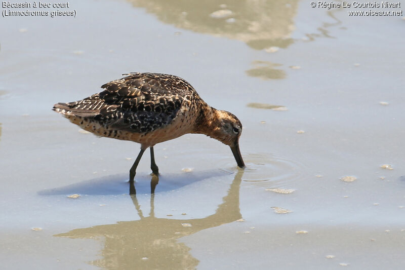 Short-billed Dowitcher