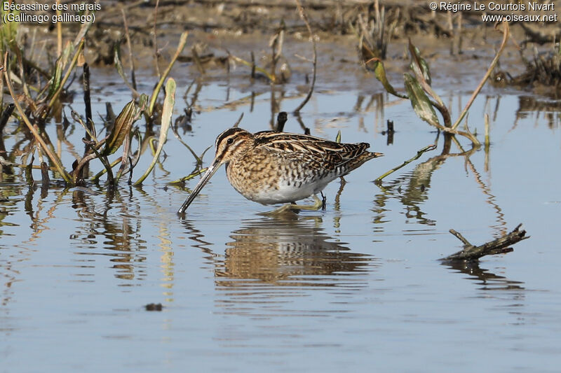 Common Snipe