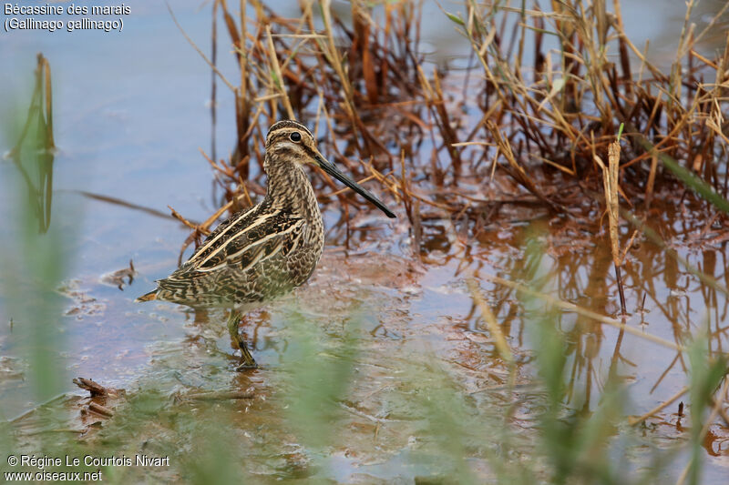 Common Snipe