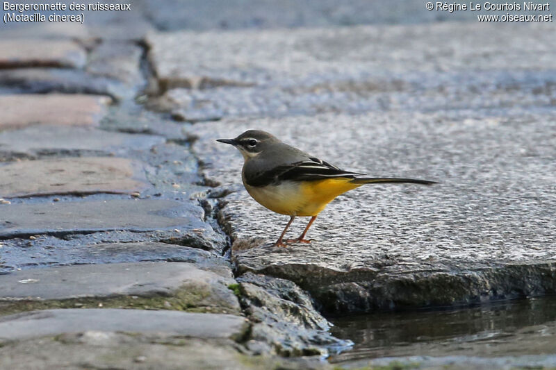 Grey Wagtail