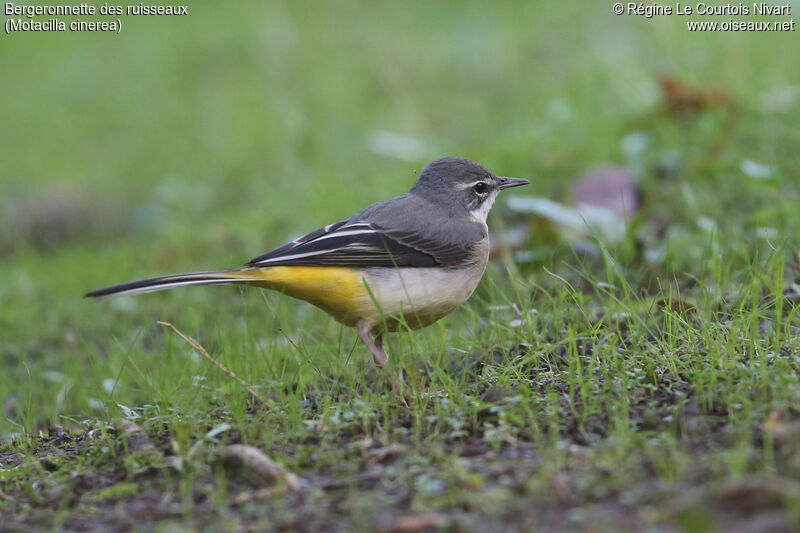 Grey Wagtail