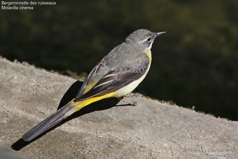 Bergeronnette des ruisseauxadulte, identification