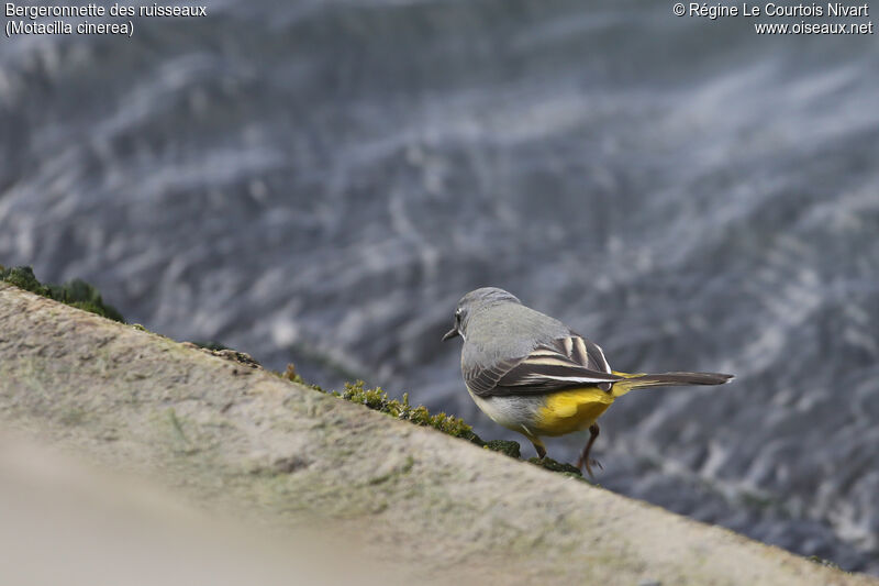 Grey Wagtail