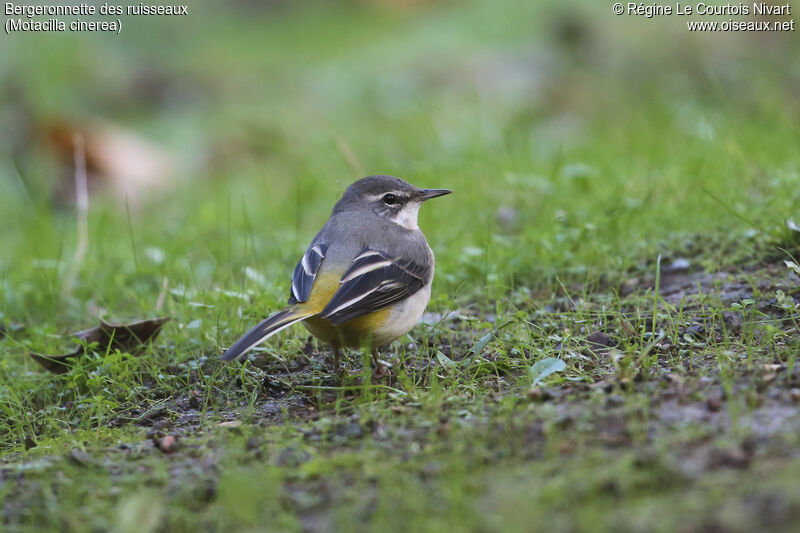 Grey Wagtail