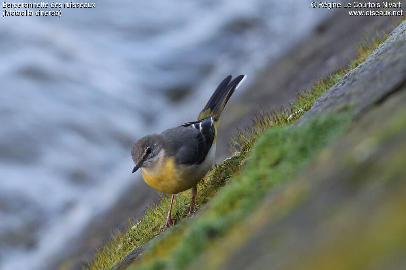 Grey Wagtail