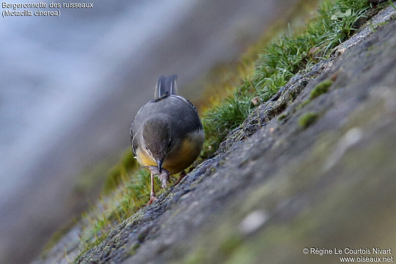 Bergeronnette des ruisseaux, pêche/chasse, mange