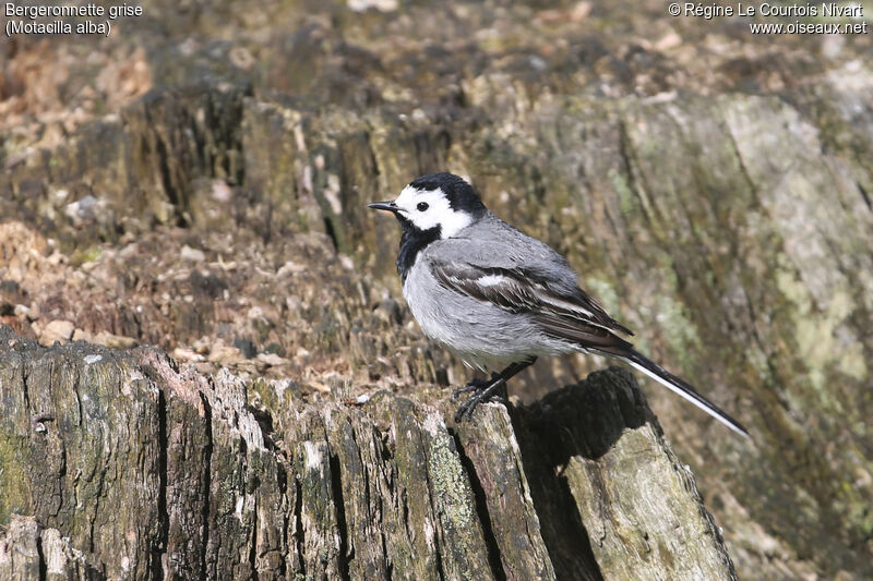 White Wagtail