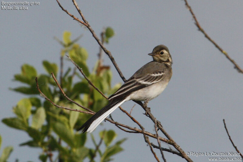 White Wagtailjuvenile