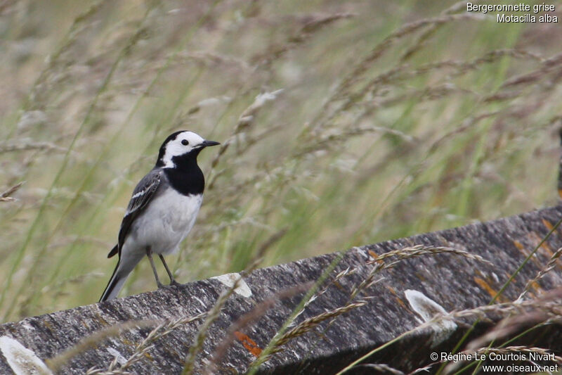 White Wagtailadult