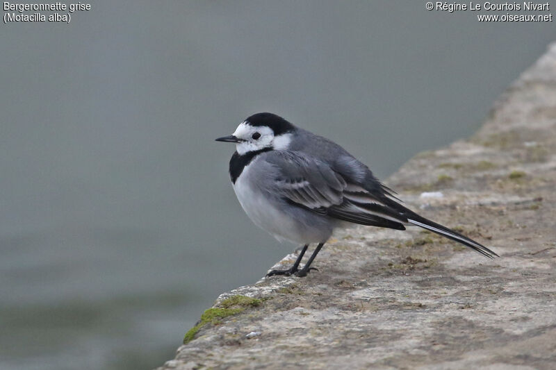 White Wagtail