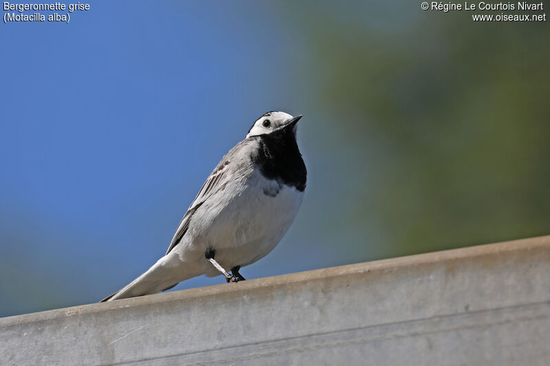 White Wagtail