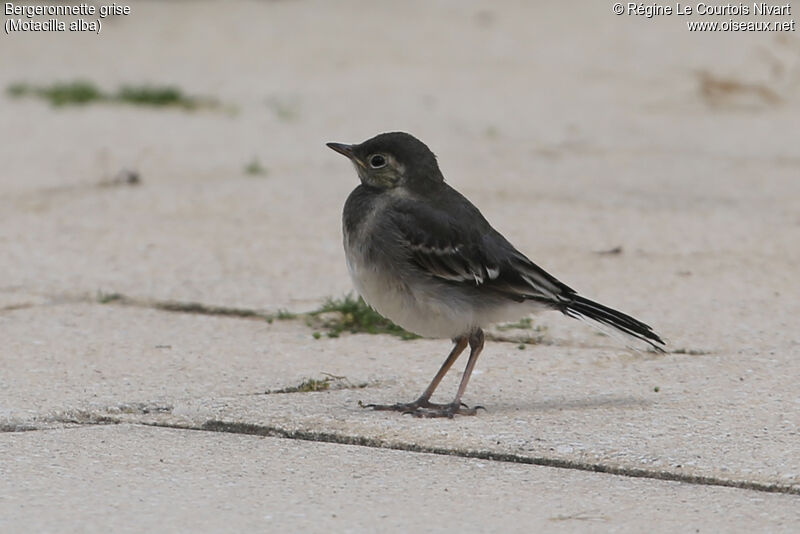 White Wagtailjuvenile