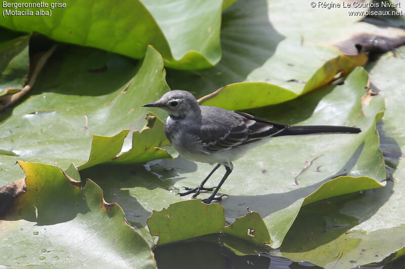 White Wagtailimmature