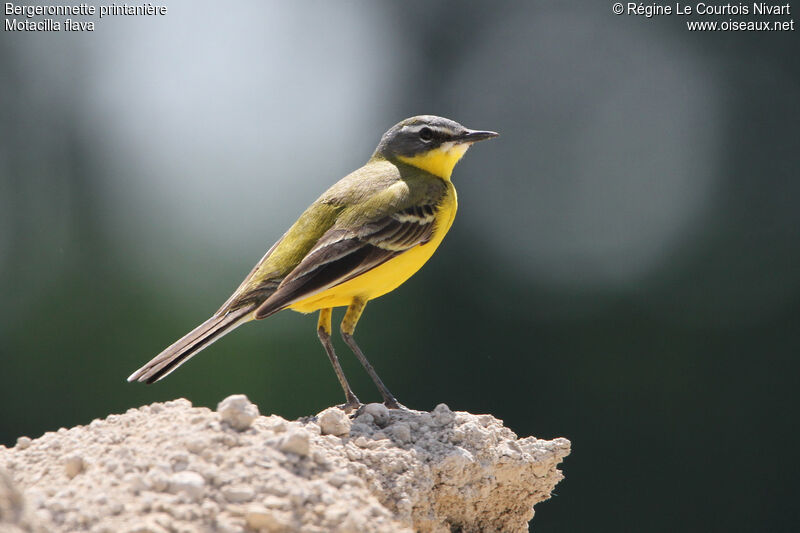 Western Yellow Wagtail male