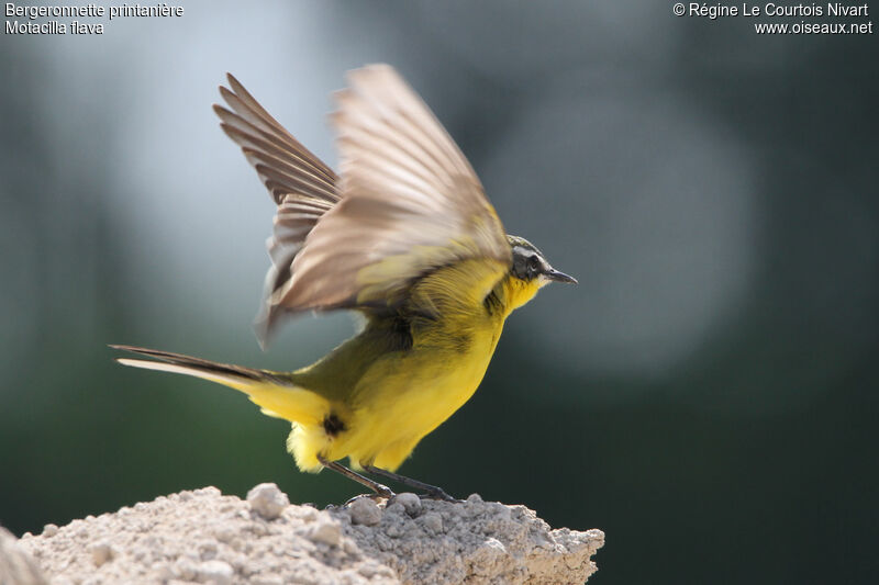 Western Yellow Wagtail