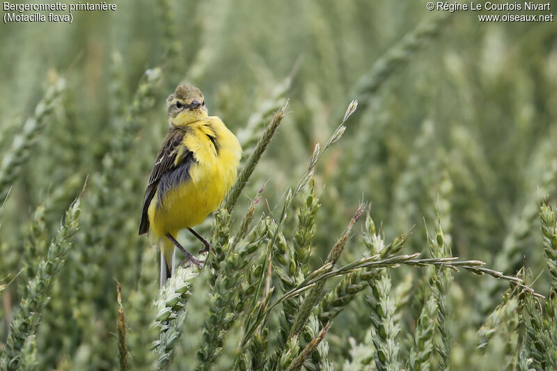 Western Yellow Wagtail