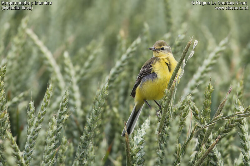 Western Yellow Wagtail