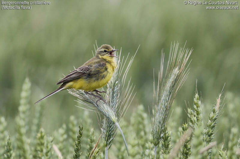 Western Yellow Wagtail