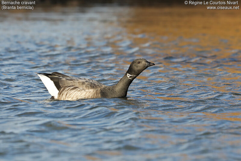 Brant Goose