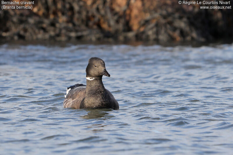 Brant Goose