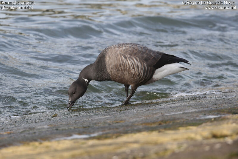 Brant Goose