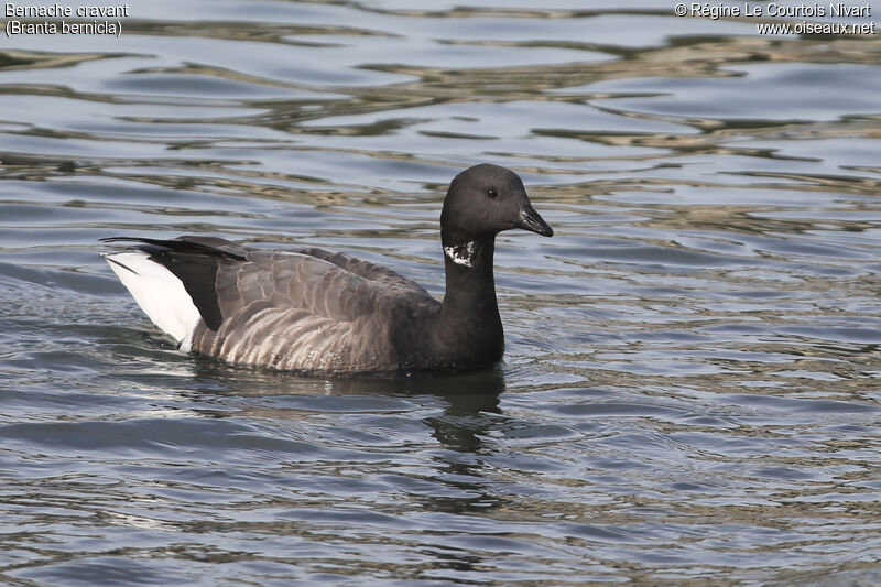 Brant Goose