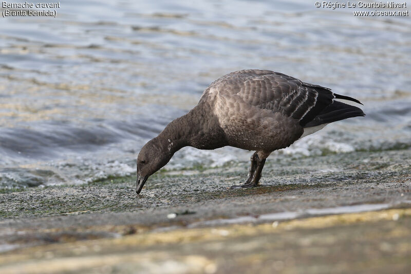 Brant Goose