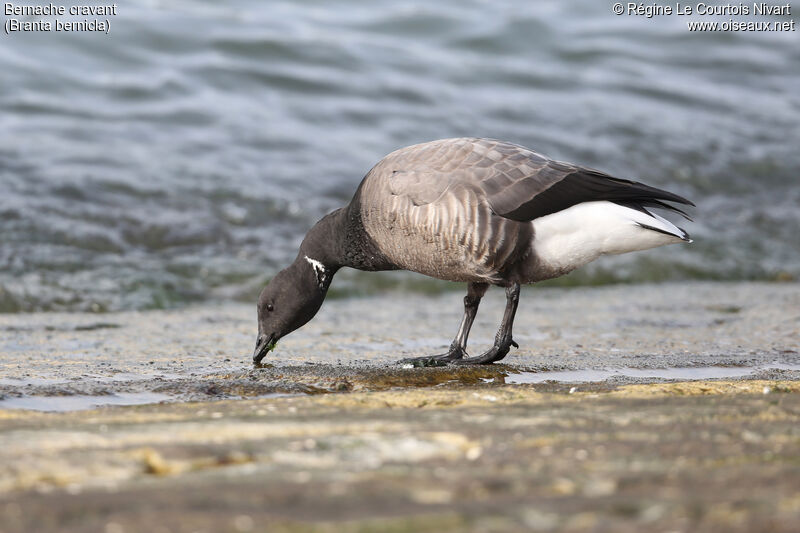 Brant Goose