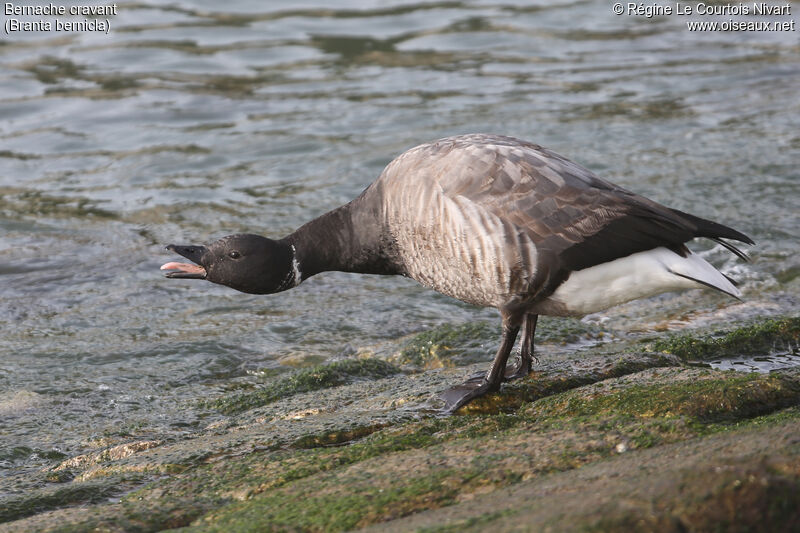 Brant Goose