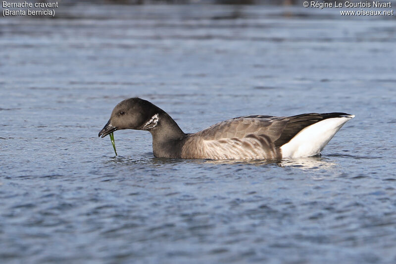 Brant Goose