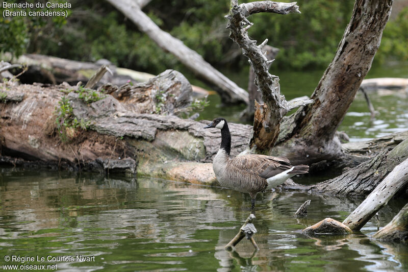 Canada Goose