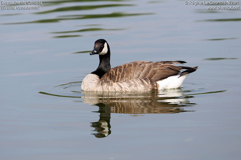 Canada Goose