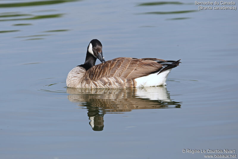 Canada Goose