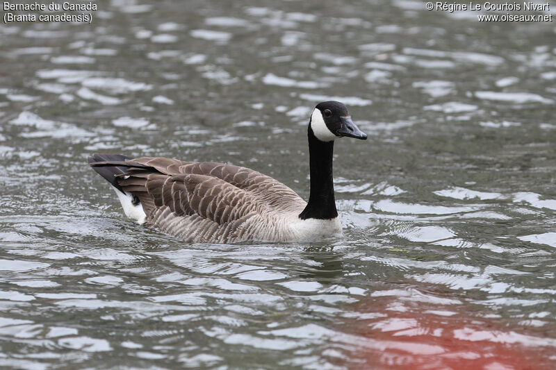 Canada Goose