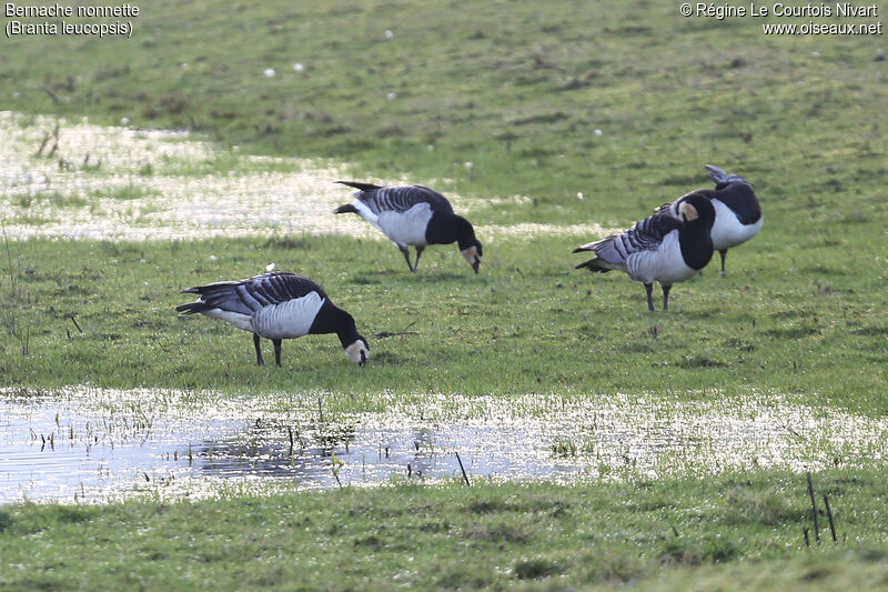 Barnacle Goose