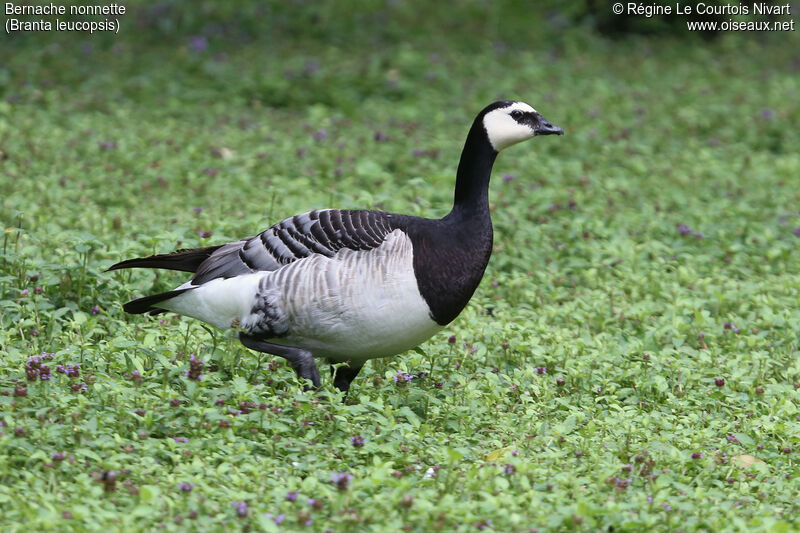 Barnacle Goose