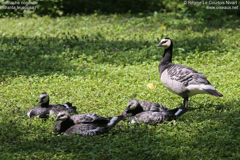 Barnacle Goose